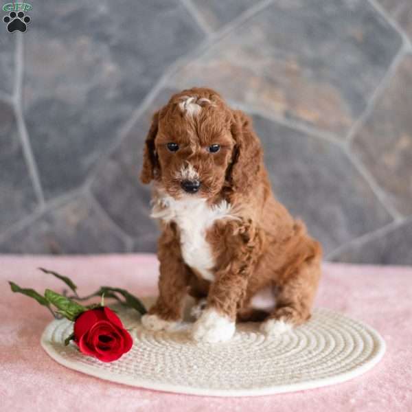 Zinnia, Miniature Poodle Puppy